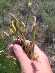Pseudopodospermum strictum