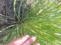 Pseudopodospermum strictum