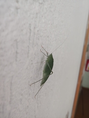 Anaulacomera trispinata