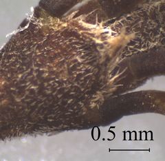 Coprosma cheesemanii