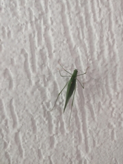 Anaulacomera trispinata