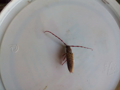 Elaphidion spinicorne