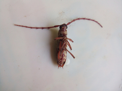 Elaphidion spinicorne