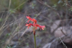 Zephyranthes graciliflora