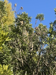 Dermatophyllum secundiflorum