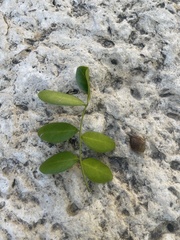 Dermatophyllum secundiflorum