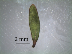 Coprosma cheesemanii