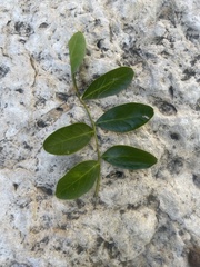 Dermatophyllum secundiflorum