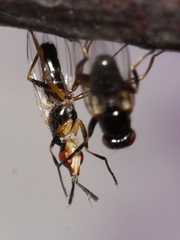 Prochyliza xanthostoma