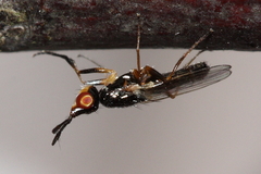 Prochyliza xanthostoma