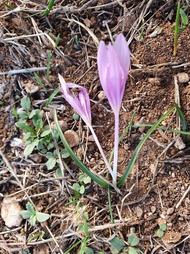 Image of Colchicum cupanii by (c) Mehdi Chetibi, some rights reserved (CC BY)