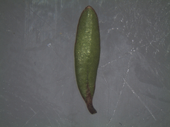 Coprosma cheesemanii