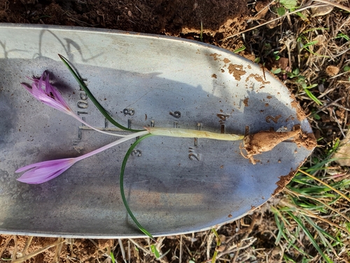 Colchicum image