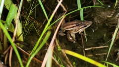 Scinax squalirostris