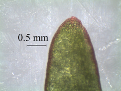 Coprosma cheesemanii
