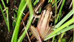 Scinax squalirostris