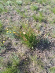 Pseudopodospermum strictum