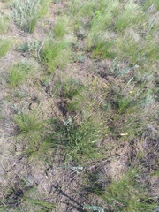 Pseudopodospermum strictum