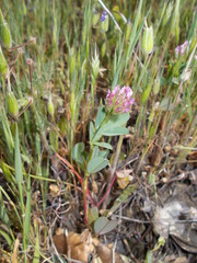 Trifolium ciliolatum