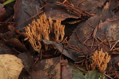 Phaeoclavulina flaccida