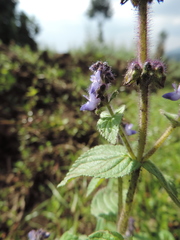 Coleus maculosus image