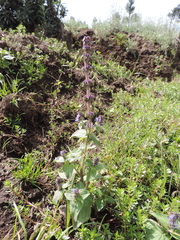 Coleus maculosus image