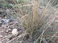 Helictochloa