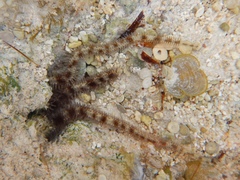 Ophiotrichidae