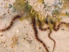 Ophiotrichidae