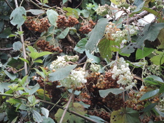 Dombeya torrida