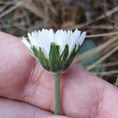 Bellis sylvestris
