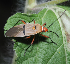 Dysdercus bimaculatus