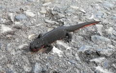 Cynops pyrrhogaster
