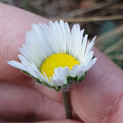 Bellis sylvestris
