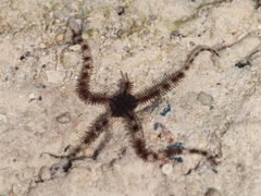 Ophiotrichidae
