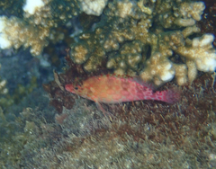 Cirrhitichthys oxycephalus image