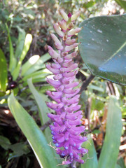 Aechmea gamosepala