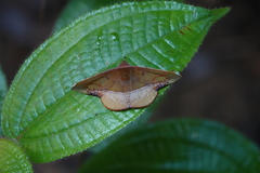 Fascellina