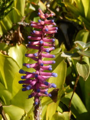 Aechmea gamosepala