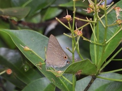 Deudorix staudingeri