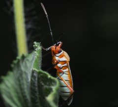 Dysdercus bimaculatus