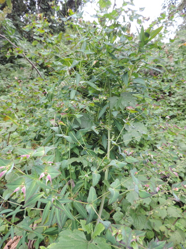 Euphorbia schimperiana image