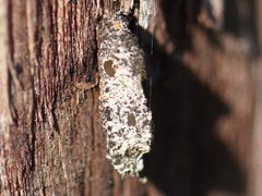 Dahlica triquetrella