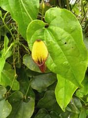 Aristolochia sempervirens
