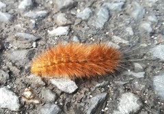 Phragmatobia amurensis