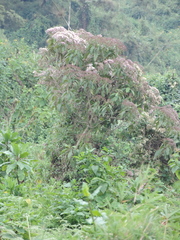 Gymnanthemum myrianthum image