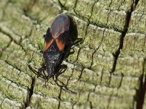 Lime seed bug, Groesbeek, Nederland, photo 6 of 10