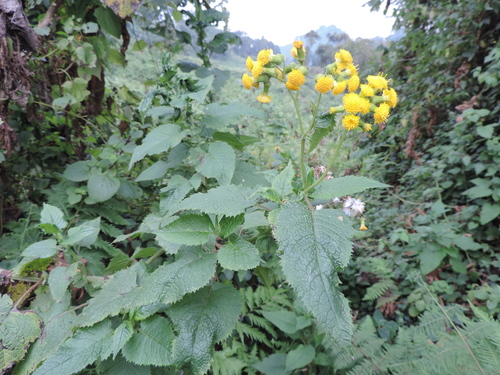 Crassocephalum ducis-aprutii