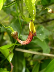 Aristolochia sempervirens
