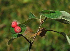 Cotoneaster tomentosus